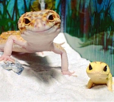 Top 18 Hilarious Pet Photos of the Last Century