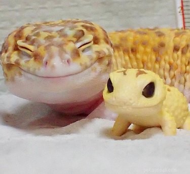 Top 18 Hilarious Pet Photos of the Last Century