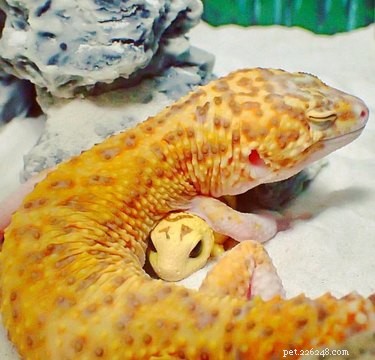 Top 18 Hilarious Pet Photos of the Last Century