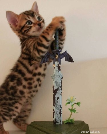 Top 18 Hilarious Pet Photos of the Last Century