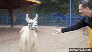21 Playful Animals Guaranteed to Make You Laugh