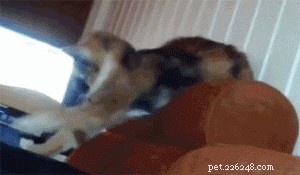 21 Playful Animals Guaranteed to Make You Laugh