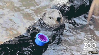 21 Playful Animals Guaranteed to Make You Laugh