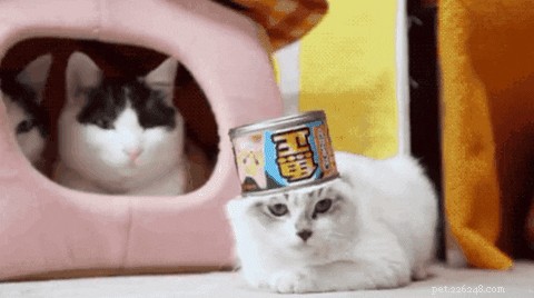 21 Playful Animals Guaranteed to Make You Laugh