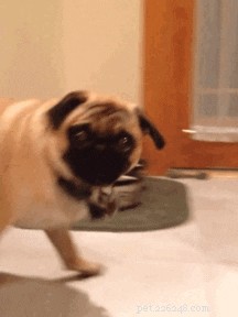 21 Playful Animals Guaranteed to Make You Laugh