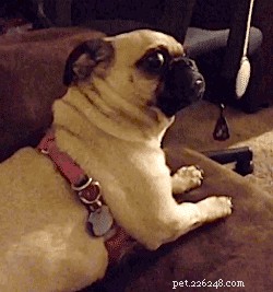 21 Playful Animals Guaranteed to Make You Laugh