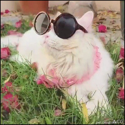 21 Playful Animals Guaranteed to Make You Laugh