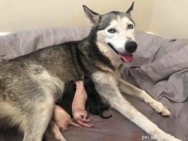 Husky Birth in a Mercedes: A Touching Story of Unexpected Delivery