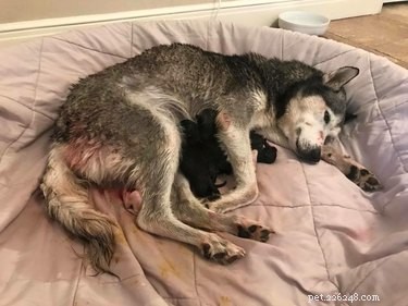 Husky Birth in a Mercedes: A Touching Story of Unexpected Delivery