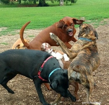 22 Hilariously Funny Animal Photos That Will Make You Laugh