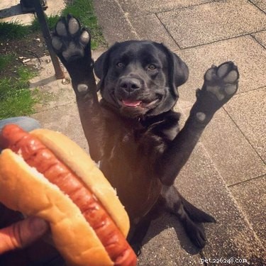 22 Hilariously Funny Animal Photos That Will Make You Laugh