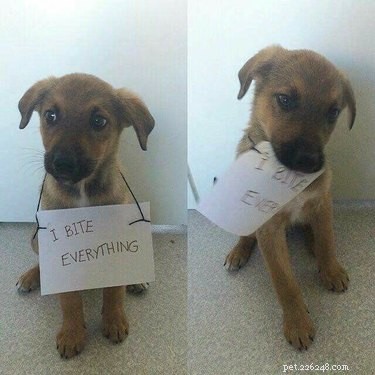 22 Hilariously Funny Animal Photos That Will Make You Laugh