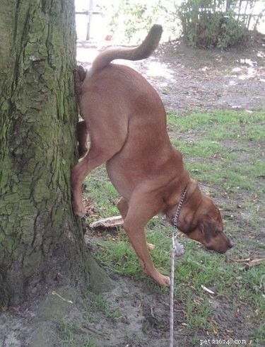 22 Hilariously Funny Animal Photos That Will Make You Laugh
