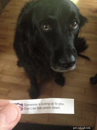 22 Hilariously Funny Animal Photos That Will Make You Laugh