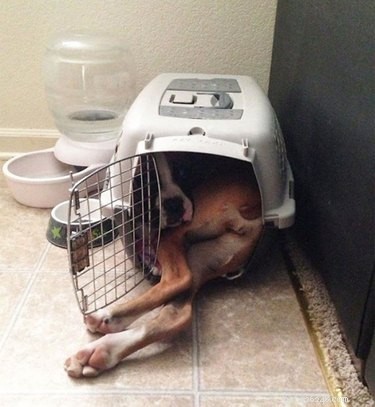 22 Hilariously Funny Animal Photos That Will Make You Laugh