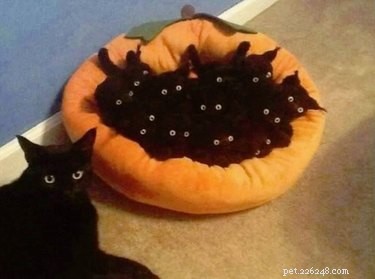 22 Hilariously Funny Animal Photos That Will Make You Laugh