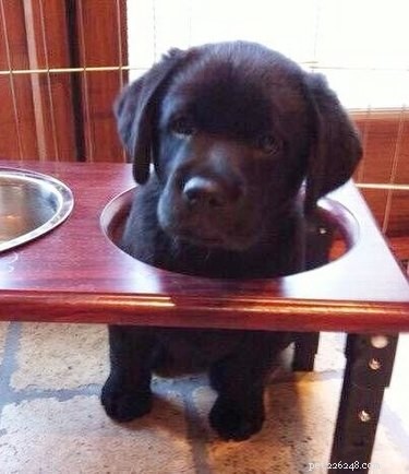 22 Hilariously Funny Animal Photos That Will Make You Laugh