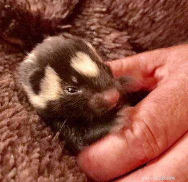 Five Baby Skunks Saved in a Timely Rescue