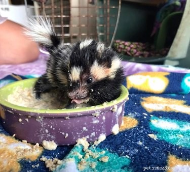 Five Baby Skunks Saved in a Timely Rescue
