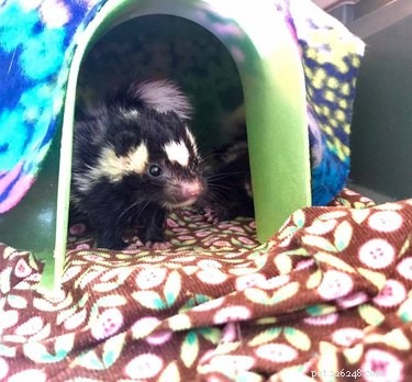 Five Baby Skunks Saved in a Timely Rescue