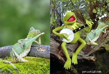 15 Hilarious Photoshopped Animals in Unexpected Situations