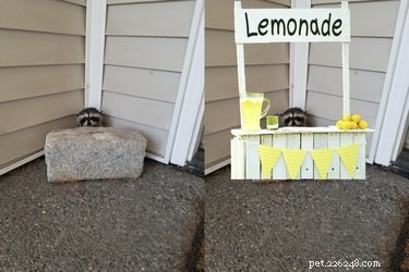 15 Hilarious Photoshopped Animals in Unexpected Situations