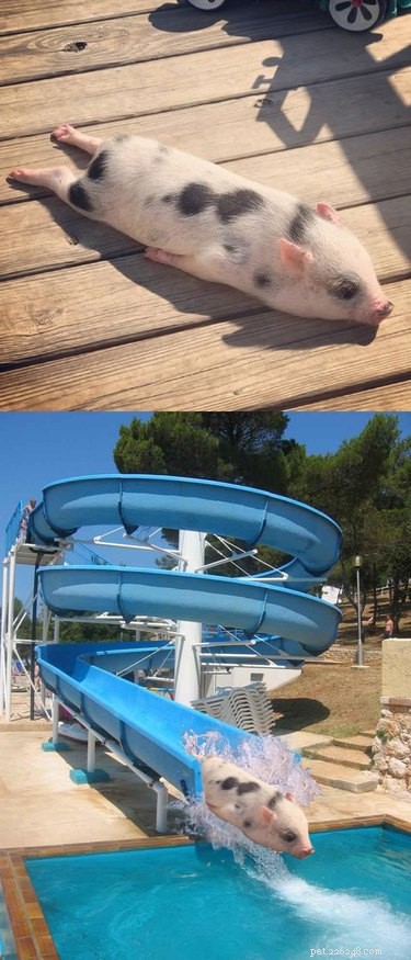 15 Hilarious Photoshopped Animals in Unexpected Situations