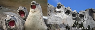 15 Hilarious Photoshopped Animals in Unexpected Situations