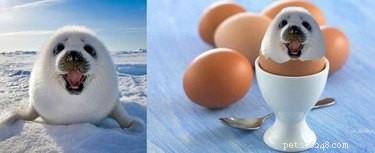 15 Hilarious Photoshopped Animals in Unexpected Situations