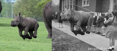 15 Hilarious Photoshopped Animals in Unexpected Situations