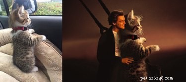 15 Hilarious Photoshopped Animals in Unexpected Situations