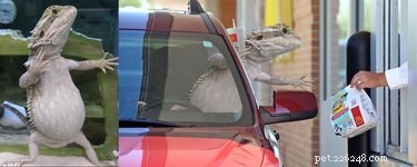 15 Hilarious Photoshopped Animals in Unexpected Situations