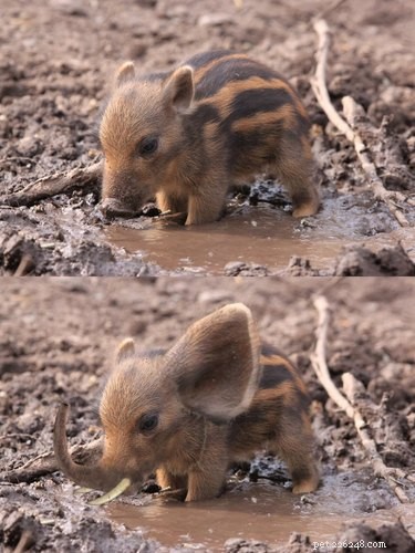 15 Hilarious Photoshopped Animals in Unexpected Situations