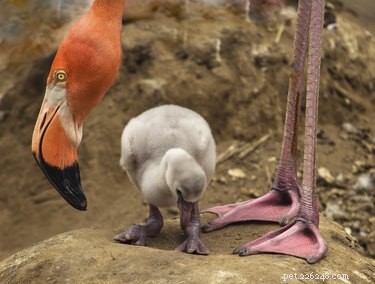 14 Adorable White Baby Flamingos Hatch at Chester Zoo – A Heartwarming Display of Nature s Elegance