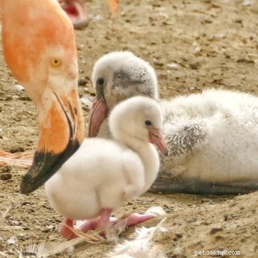 14 Adorable White Baby Flamingos Hatch at Chester Zoo – A Heartwarming Display of Nature s Elegance