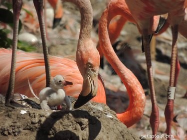 14 Adorable White Baby Flamingos Hatch at Chester Zoo – A Heartwarming Display of Nature s Elegance