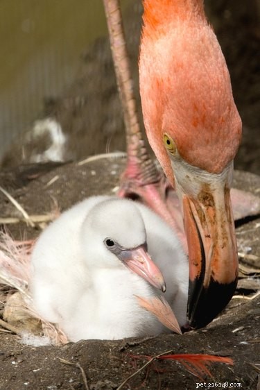 14 Adorable White Baby Flamingos Hatch at Chester Zoo – A Heartwarming Display of Nature s Elegance