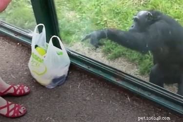 Chimp at Welsh Mountain Zoo Makes Viral Soda Request Instead of Banana