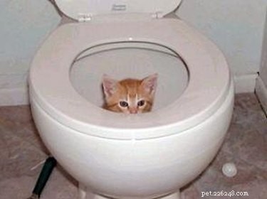 Share These 16 Hilarious Animal Photos Now