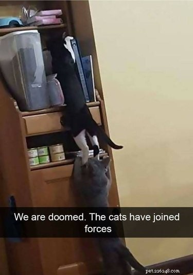 Share These 16 Hilarious Animal Photos Now