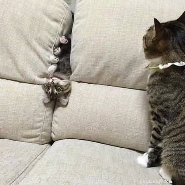 Share These 16 Hilarious Animal Photos Now