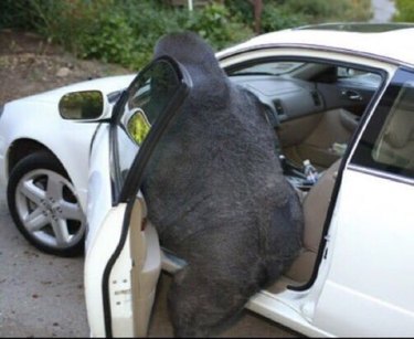 Share These 16 Hilarious Animal Photos Now