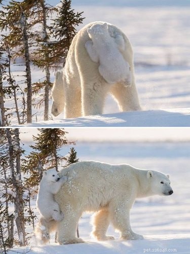 Share These 16 Hilarious Animal Photos Now