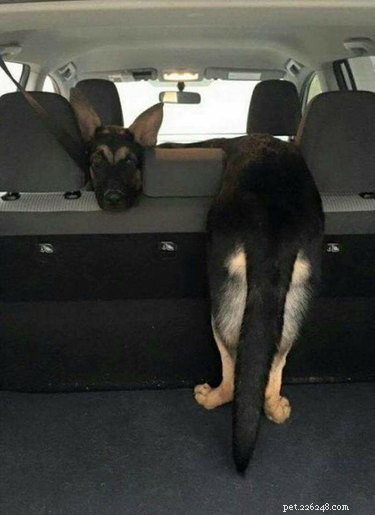 Share These 16 Hilarious Animal Photos Now