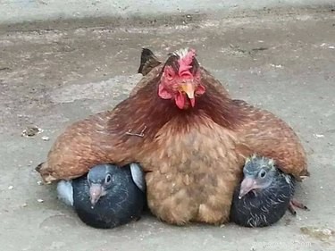 Share These 16 Hilarious Animal Photos Now