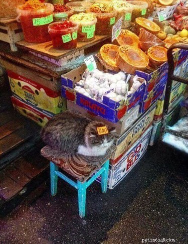 Share These 16 Hilarious Animal Photos Now