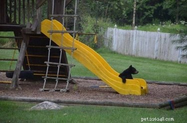 Share These 16 Hilarious Animal Photos Now