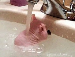21 Stunning Hairless Pets That Celebrate Their Natural Beauty