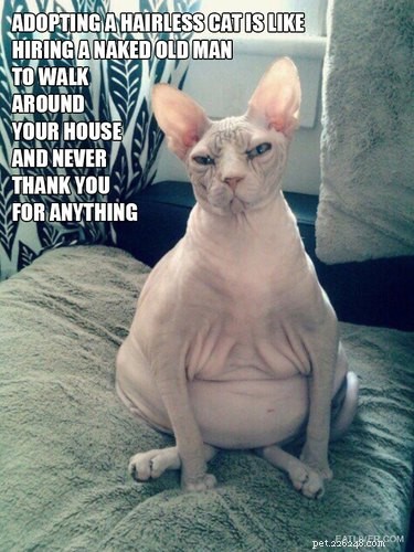 21 Stunning Hairless Pets That Celebrate Their Natural Beauty