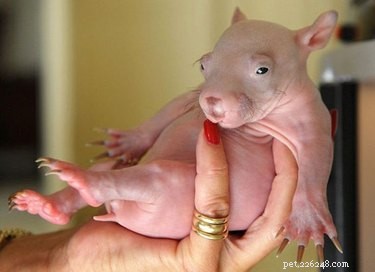 21 Stunning Hairless Pets That Celebrate Their Natural Beauty